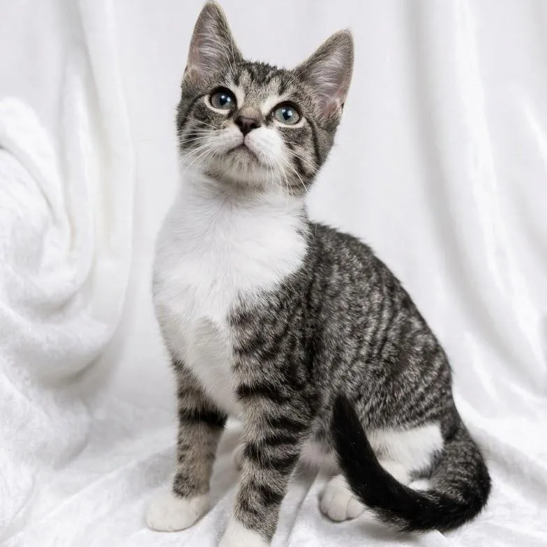A baby small-sized male Domestic Short Hair cat named Meowster for adoption in Miami, FL