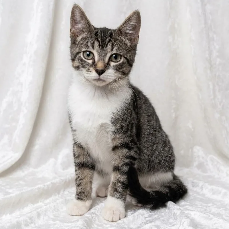 Meowster thumbnail 3