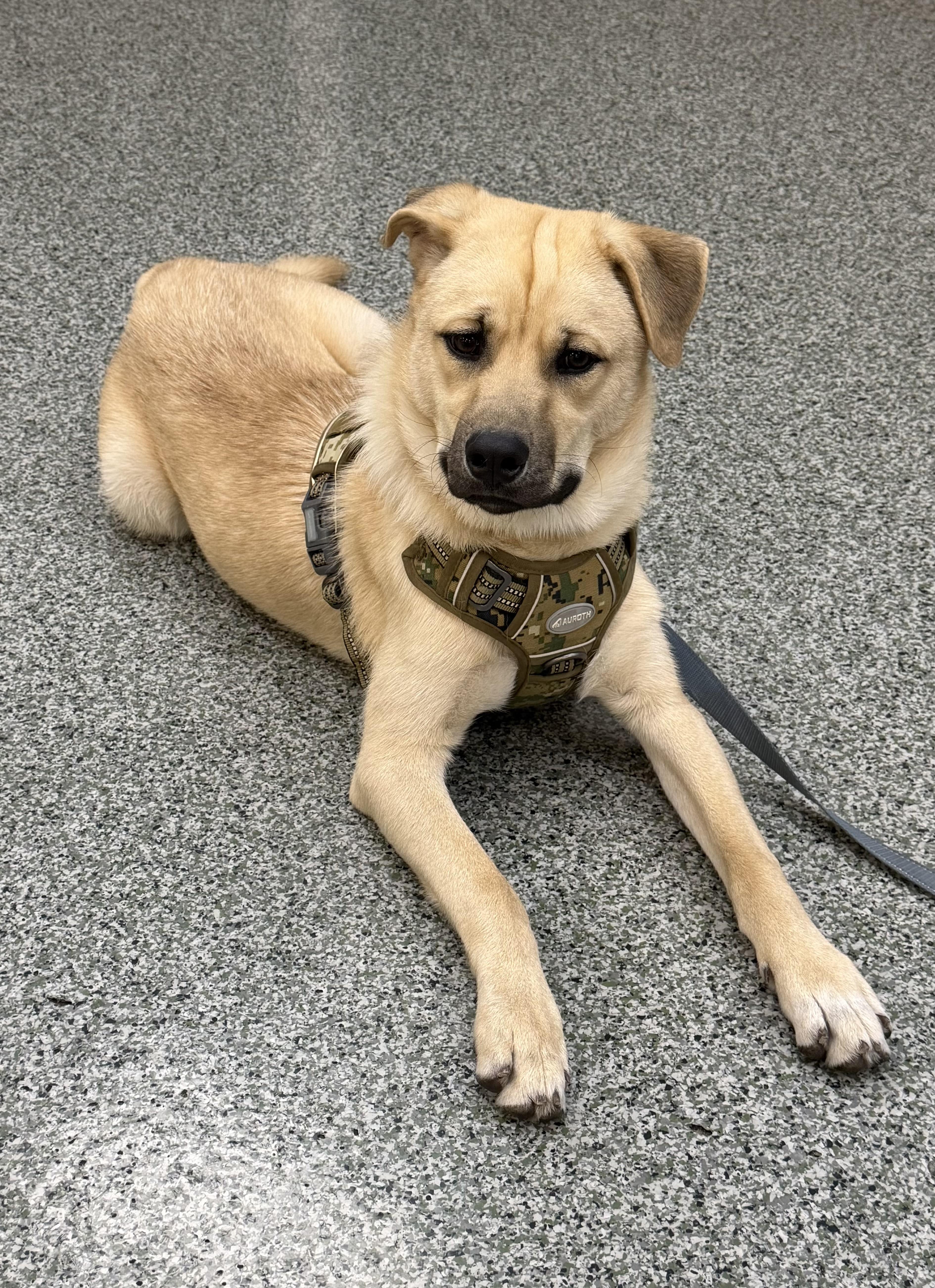 A young medium-sized male Apricot / Beige Mixed Breed dog named Schroeder for adoption in Las Vegas, NV