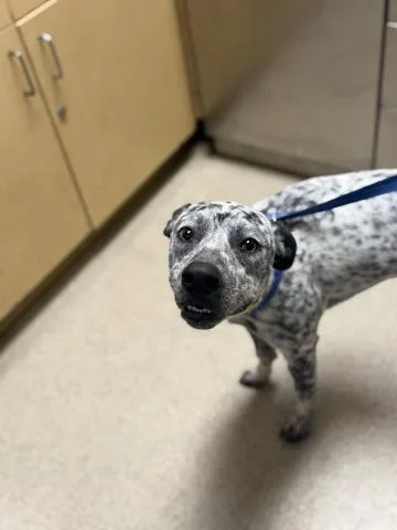 A young small-sized male Australian Cattle Dog / Blue Heeler dog named Spot for adoption in Riverside, CA