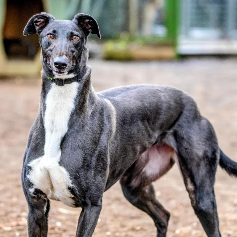 An adult large-sized female Black Greyhound dog named Ivy for adoption in Seattle, WA