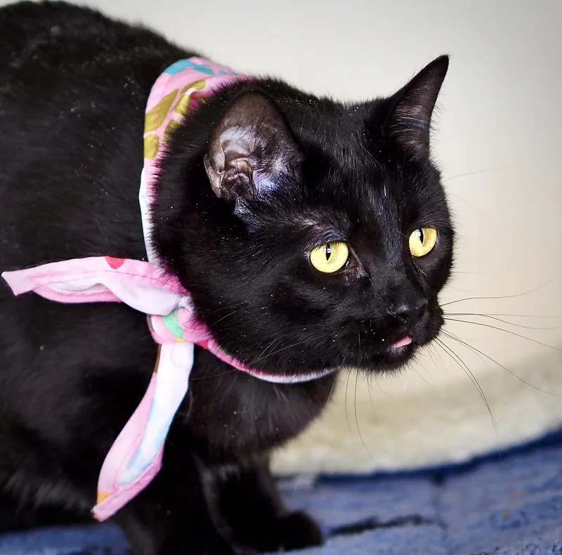 An adult medium-sized female Black Domestic Short Hair cat named Bella for adoption in Buena Vista, CO