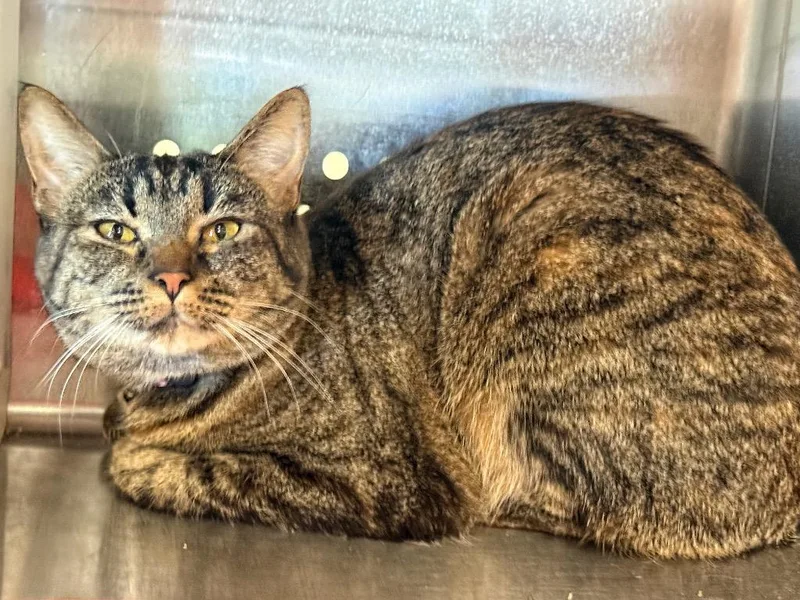 A young small-sized female Domestic Short Hair cat named Tt for adoption in Columbia, TN