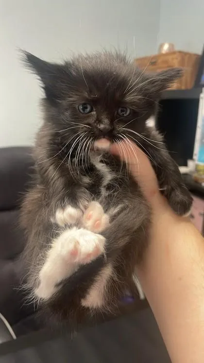 A baby small-sized male Domestic Short Hair cat named Dragonfly for adoption in Lawrenceville, GA