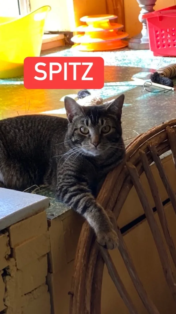 Spitz