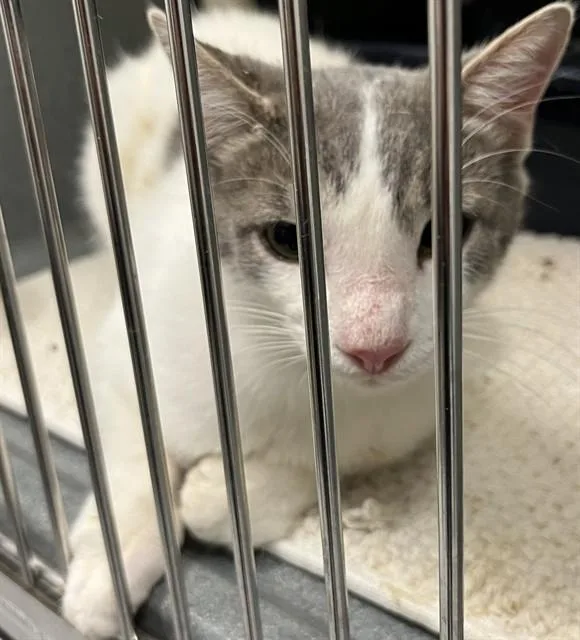 A young medium-sized male Domestic Short Hair cat named Rodman for adoption in Forney, TX