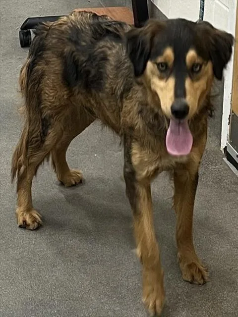 A young medium-sized female Bernese Mountain Dog dog named Wild Turkey for adoption in Upper Marlboro, MD