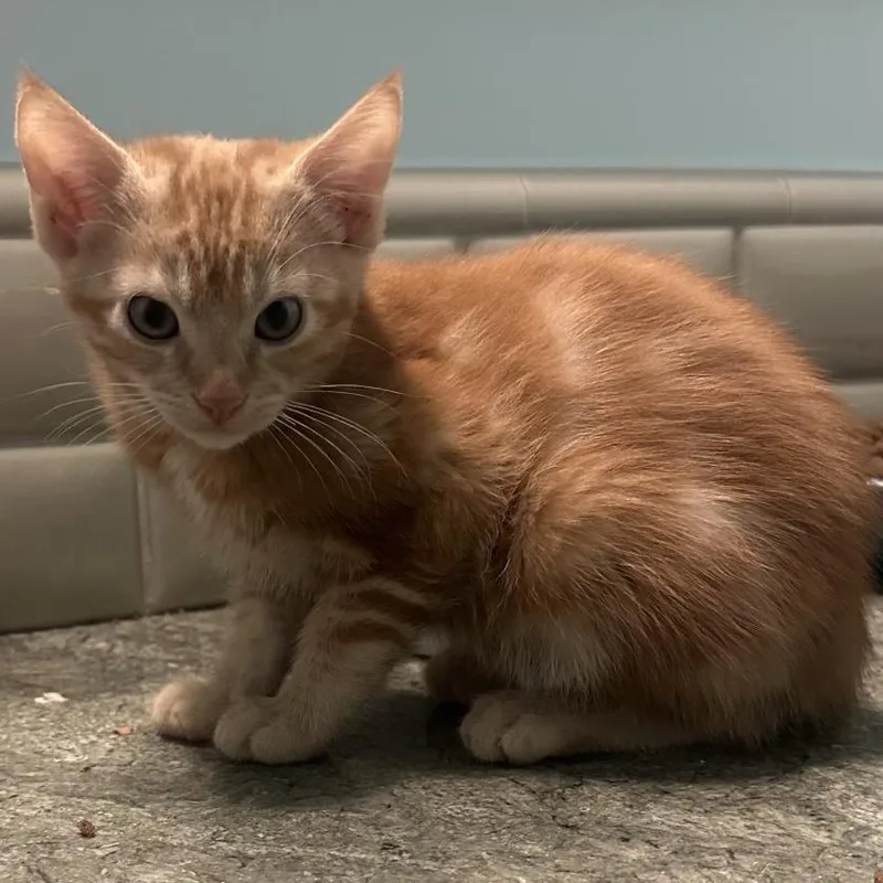 A baby small-sized male Orange / Red Domestic Medium Hair cat named Chandler for adoption in Los Angeles, CA