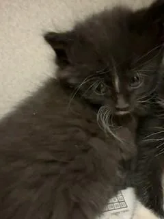 A baby medium-sized male Domestic Long Hair cat named Pottery for adoption in Mason City, IA