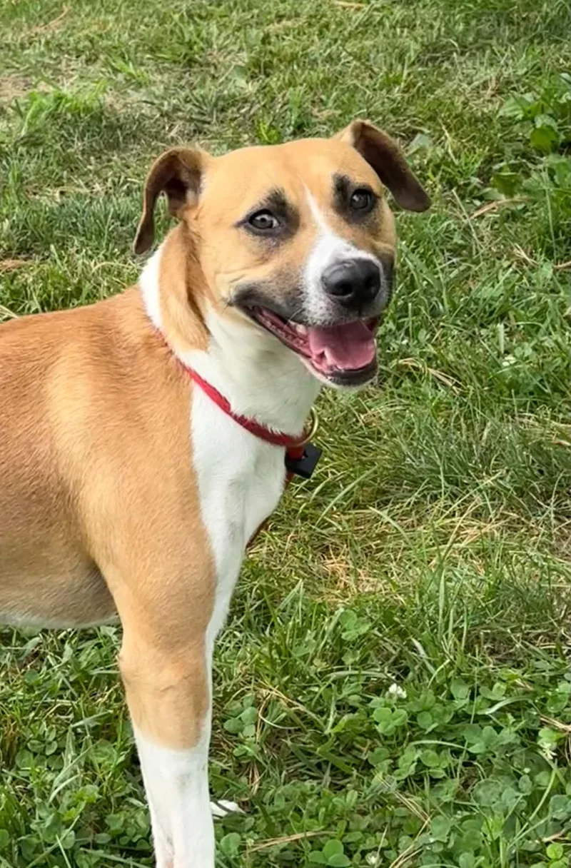 A young medium-sized male Yellow / Tan / Blond / Fawn Pit Bull Terrier dog named Van for adoption in Springfield, IL