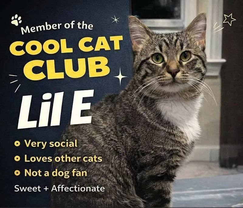 An adult medium-sized male Tabby (Brown / Chocolate) Tabby cat named Lil E for adoption in Pegram, TN