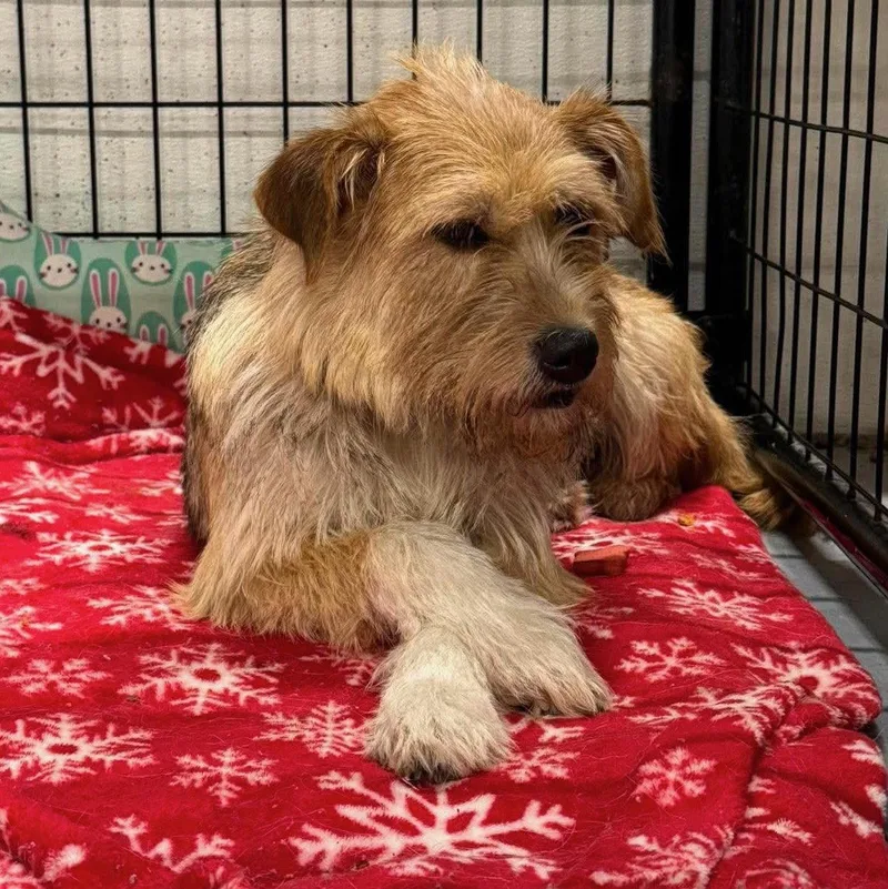 An adult medium-sized female Terrier dog named Sally for adoption in GILBERTS, IL