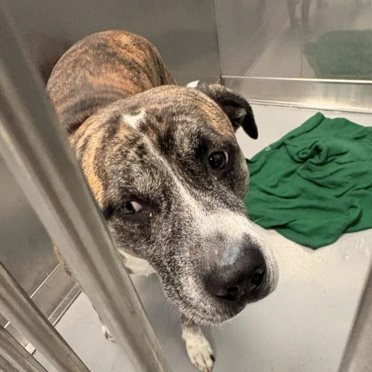 An adult large-sized male Brown / Chocolate Mixed Breed dog named Meep Boulevard for adoption in Davenport, IA