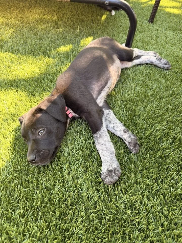 A young medium-sized female German Shorthaired Pointer dog named Meadow for adoption in Greenville, SC