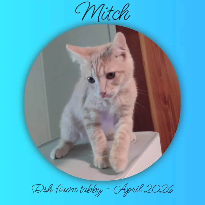 Mitch