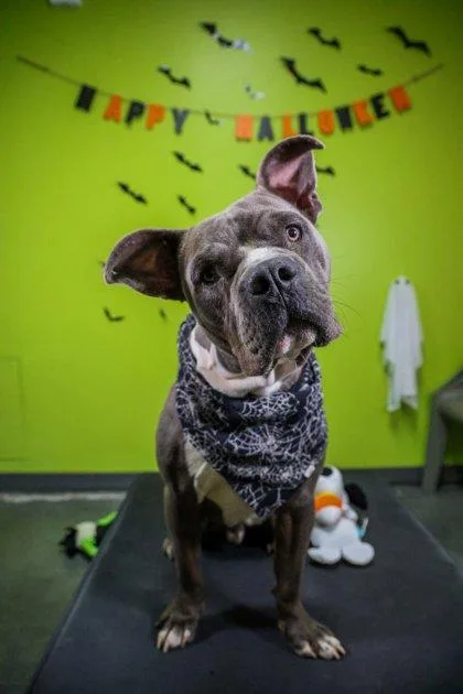 An adult medium-sized male Pit Bull Terrier dog named Judge Mathis for adoption in New Orleans, LA
