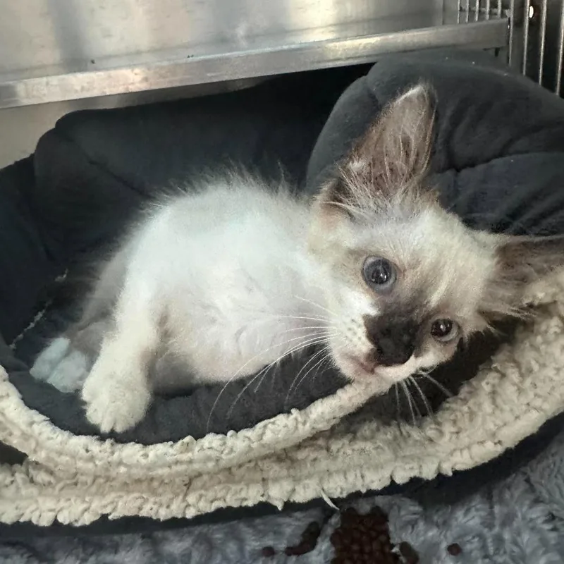 A baby small-sized male American Shorthair cat named Bodhi Snowshoe Siamese for adoption in Spring Hill, KS