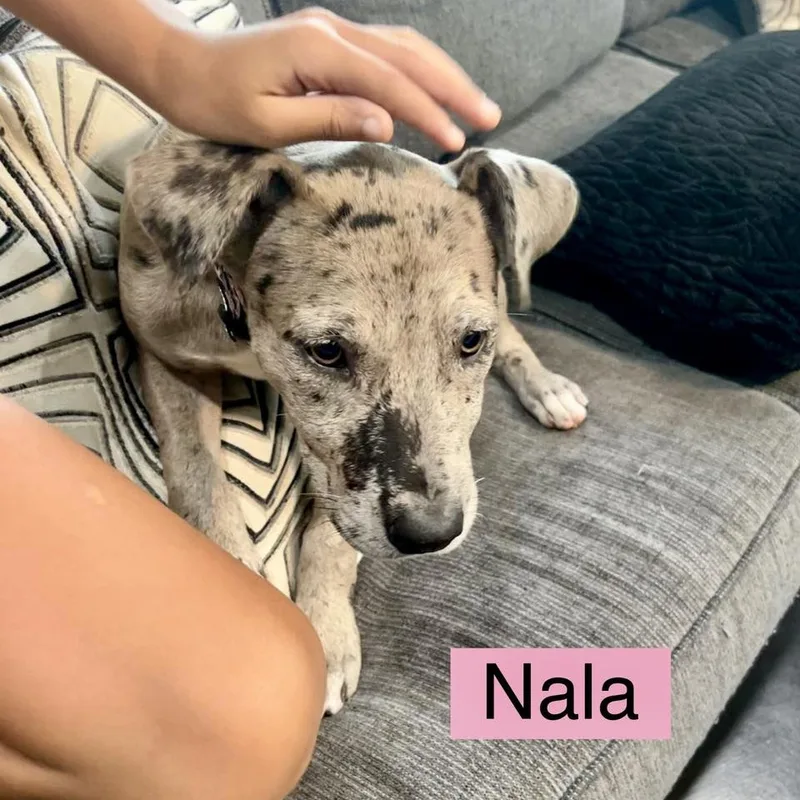Nala thumbnail 2