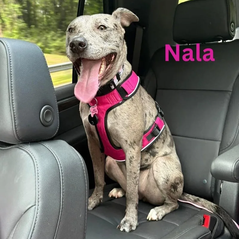 Nala thumbnail 4
