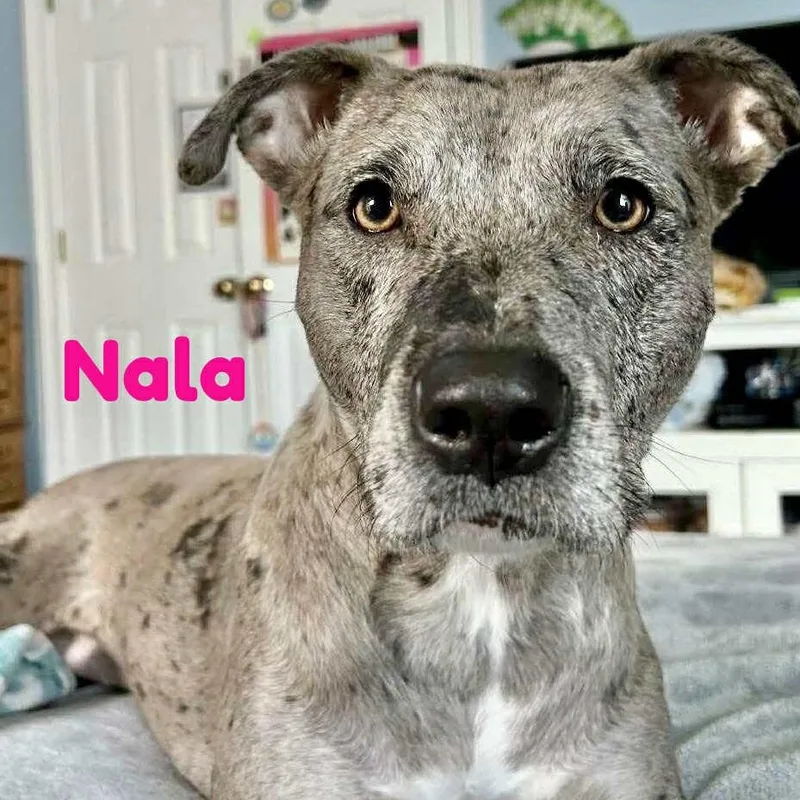 Nala
