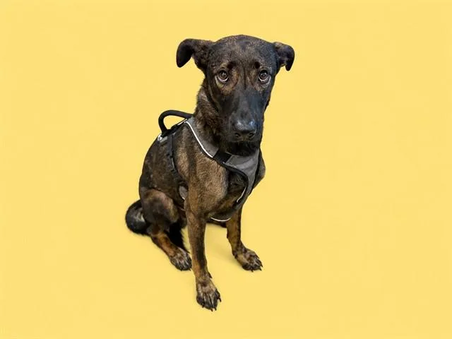 Rex