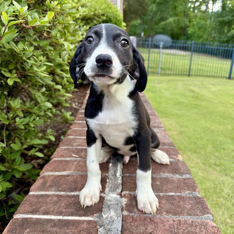 A baby medium-sized male Black Mixed Breed dog named Spaghetti for adoption in Brownsboro, AL