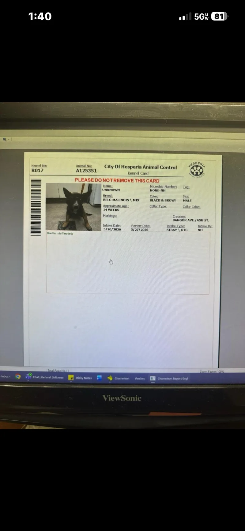 A baby medium-sized male Belgian Shepherd / Malinois dog named Zara& Arlo for adoption in Duxbury, MA