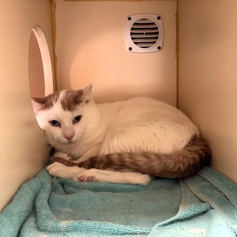 An adult large-sized male White American Shorthair cat named Tomo  Home to for adoption in South Elgin, IL