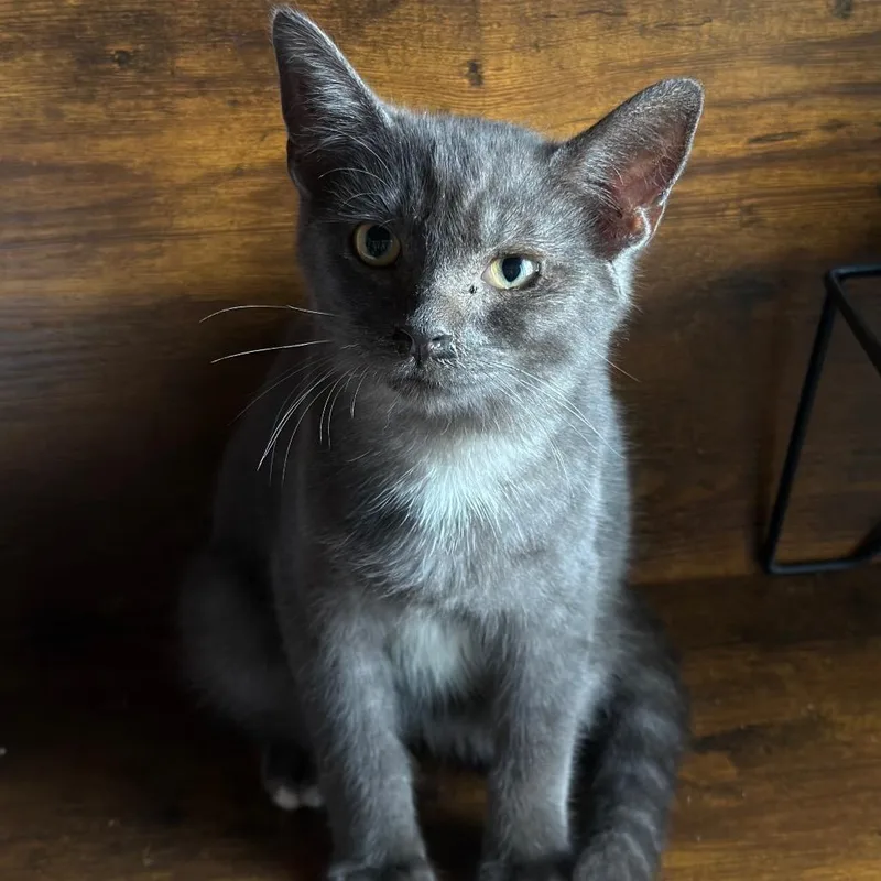 A baby small-sized male Gray / Blue / Silver Domestic Short Hair cat named QTip for adoption in Granville, OH