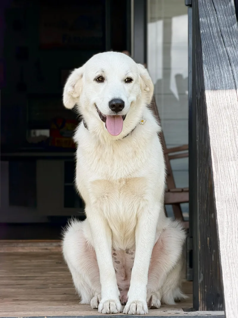 A baby large-sized female Great Pyrenees dog named Willow for adoption in Douglas, GA