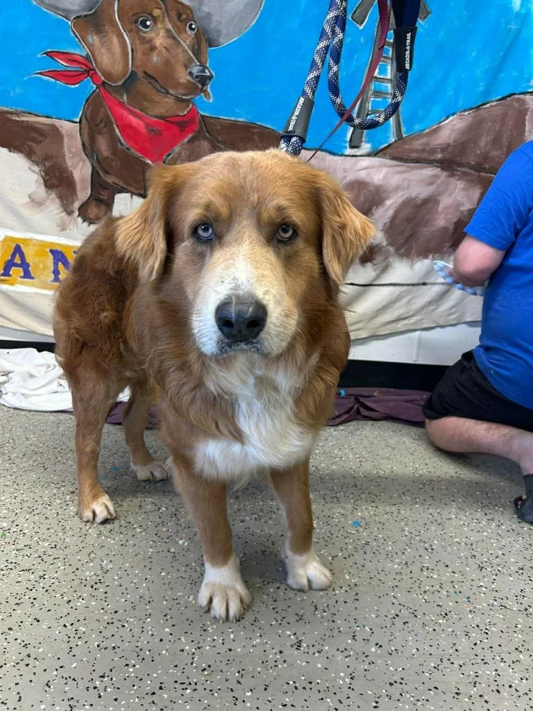A young extra large-sized male Great Pyrenees dog named Odin $ for adoption in Milwaukee, WI