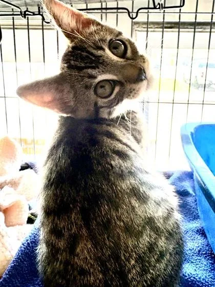 A baby small-sized male Domestic Short Hair cat named Skillet for adoption in New Orleans, LA