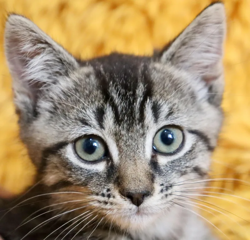 A baby medium-sized male Tabby (Buff / Tan / Fawn) Tabby cat named Pebble for adoption in Saint Augustine, FL