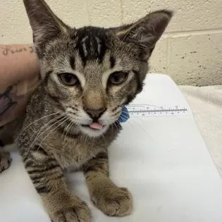 A baby small-sized male Black Domestic Short Hair cat named Red for adoption in Rapid City, SD