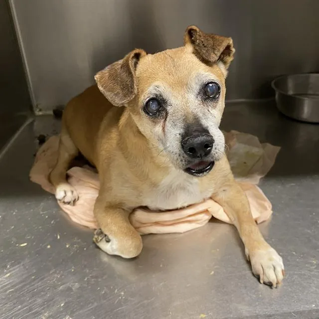 A senior small-sized male Parson Russell Terrier dog named Louie for adoption in Modesto, CA