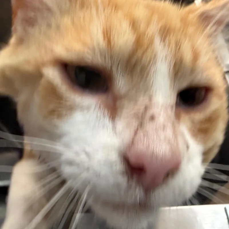 Brownie thumbnail 3