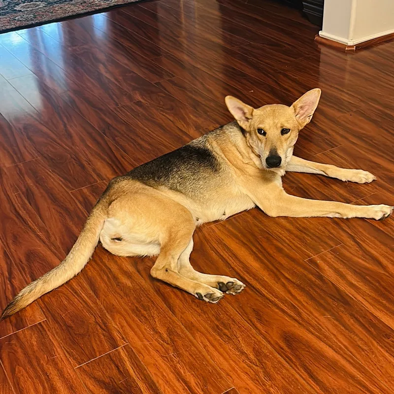 Lilly Bell thumbnail 4