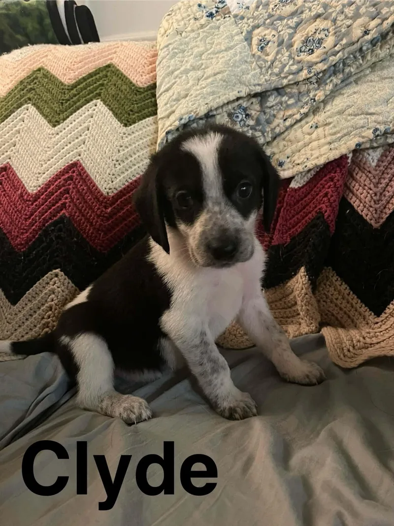 A baby medium-sized male Tricolor (Brown, Black, & White) Beagle dog named Clyde for adoption in Stafford, VA