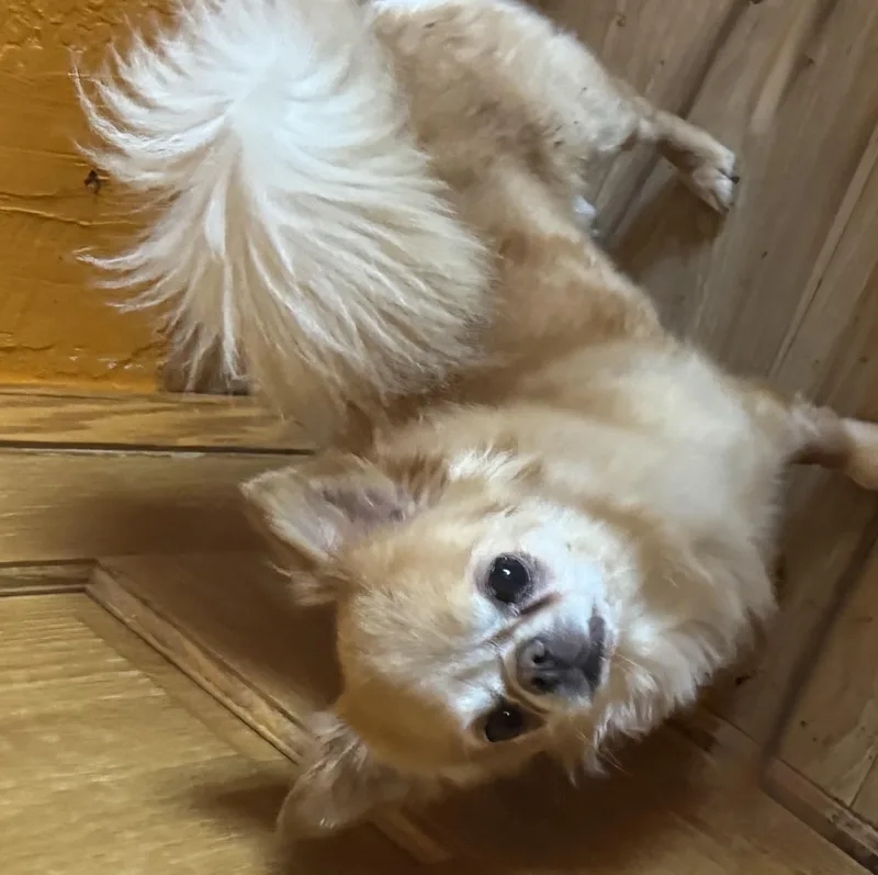 An adult small-sized male Pomeranian dog named Fernando for adoption in Glenwood City, WI