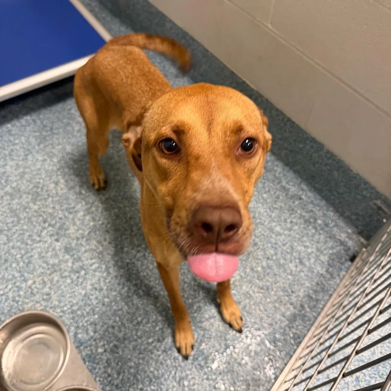 An adult medium-sized female Brown / Chocolate Mixed Breed dog named Apple Butter for adoption in Greensboro, NC