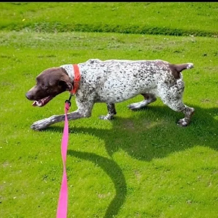 A young medium-sized male German Shorthaired Pointer dog named Aspen for adoption in Columbia, IL