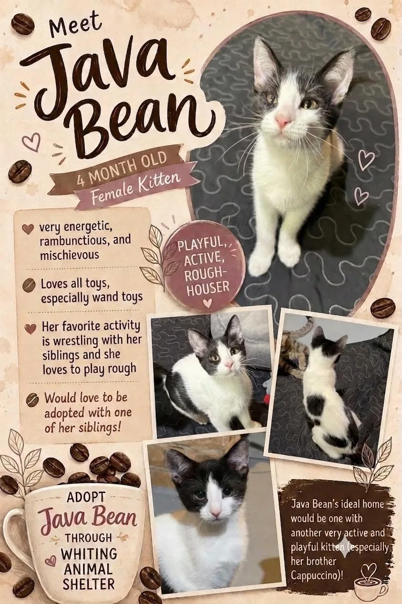 A young medium-sized female Black & White / Tuxedo Domestic Short Hair cat named Java Bean for adoption in Whiting, IN