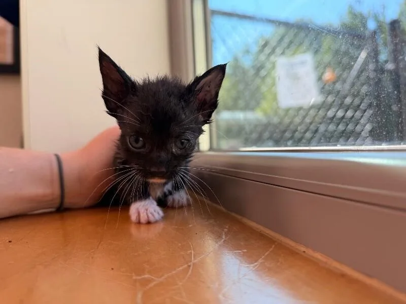 A young medium-sized female Black Domestic Short Hair cat named Sprinkles A.K.A Feisty Flatulence for adoption in Disputanta, VA