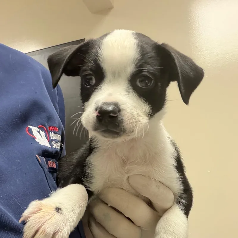 A baby small-sized male Chihuahua dog named Mark Twain for adoption in Reno, NV