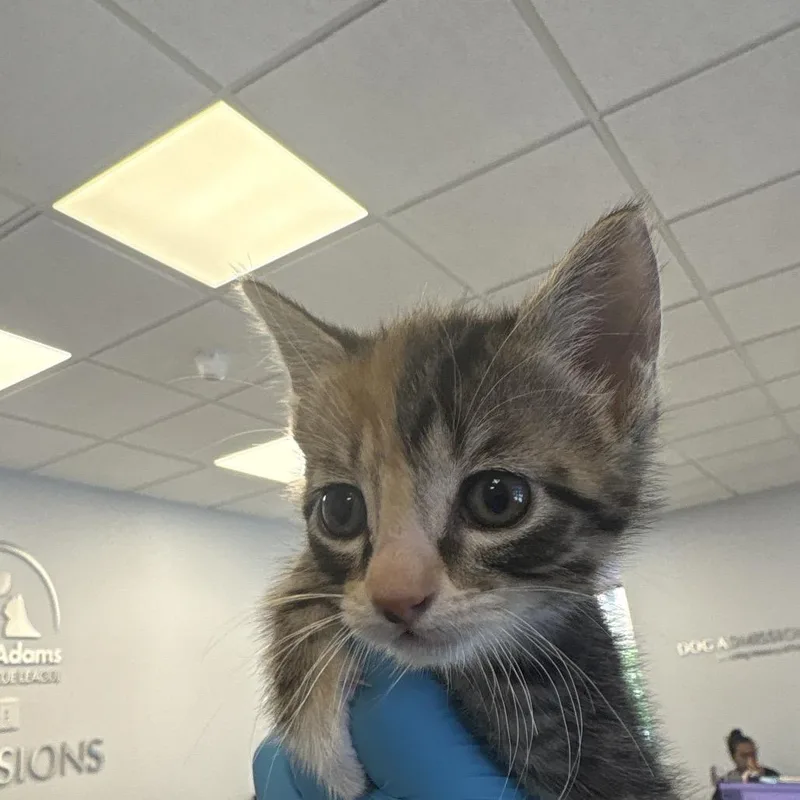 A baby small-sized female Torbie Domestic Short Hair cat named Bonsai for adoption in West Palm Beach, FL