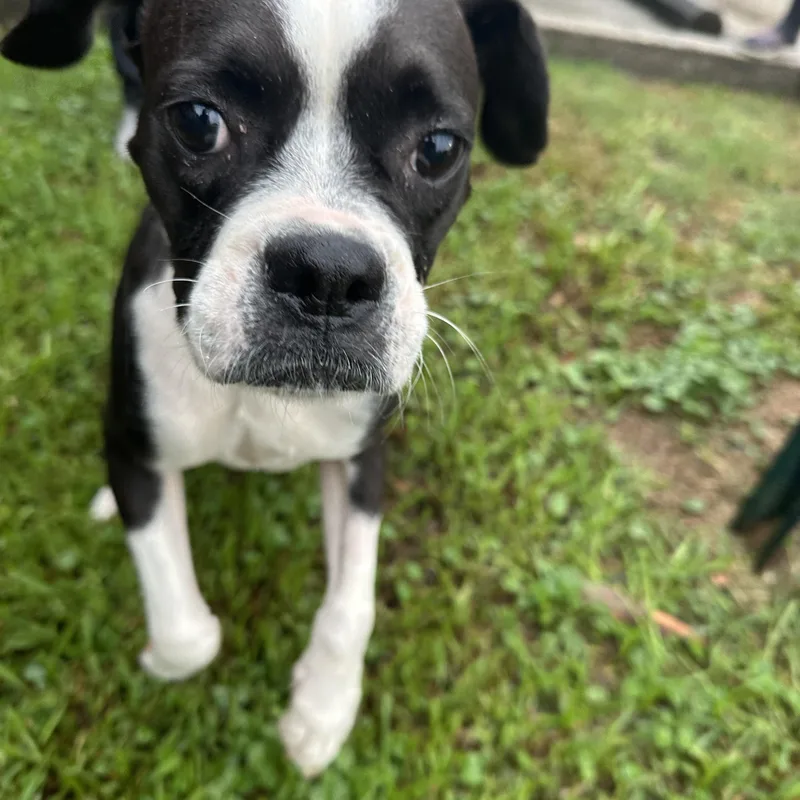 A young small-sized female Boston Terrier dog named Bug boston terrier for adoption in Metairie, LA