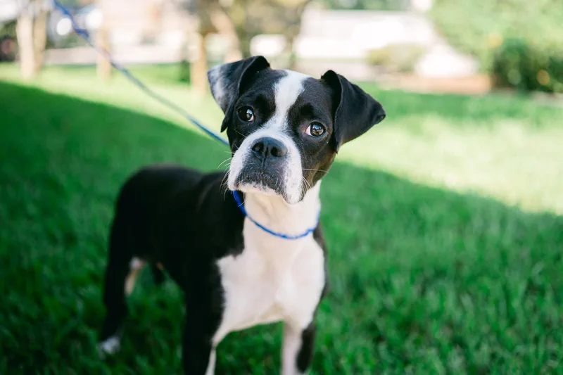 Bug  boston terrier thumbnail 2