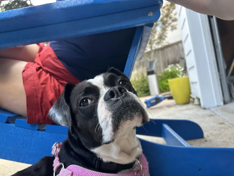 Bug  boston terrier thumbnail 3