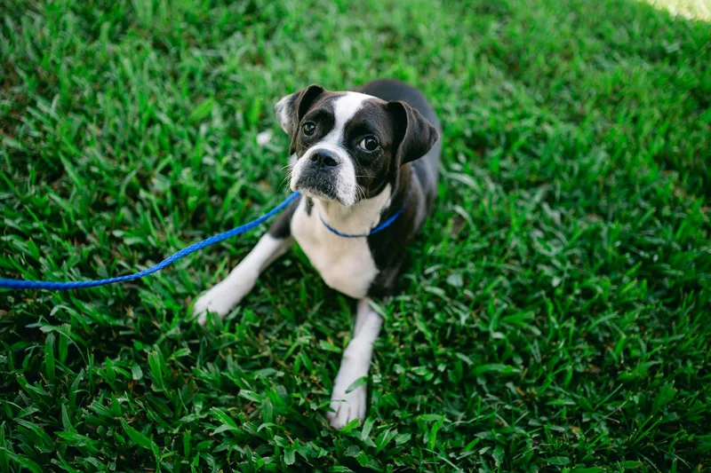 Bug  boston terrier thumbnail 4