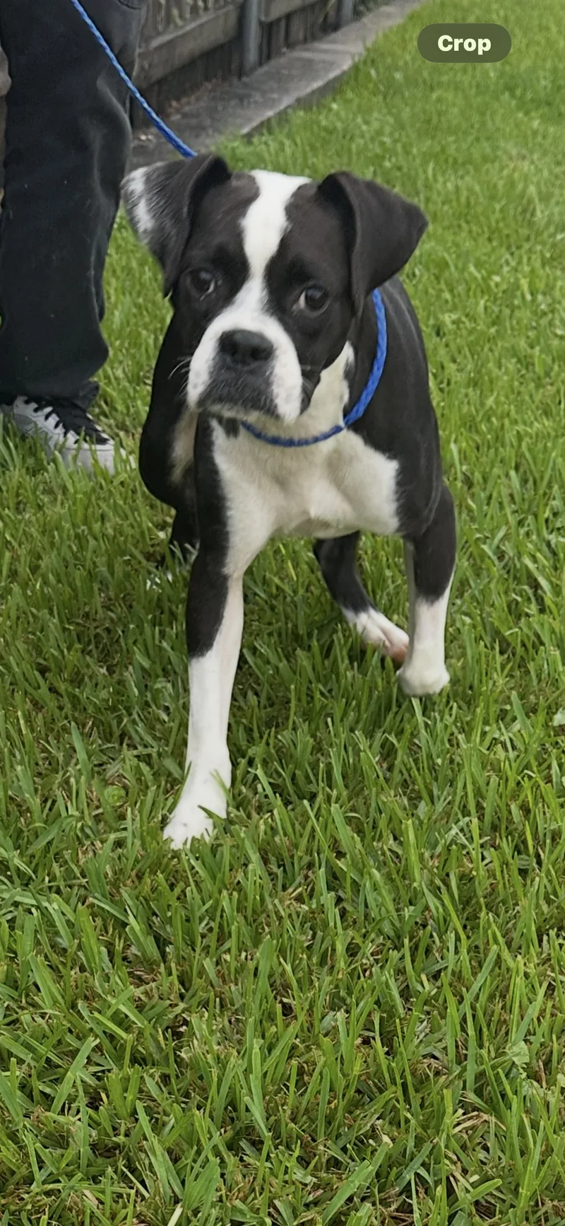 Bug  boston terrier thumbnail 5
